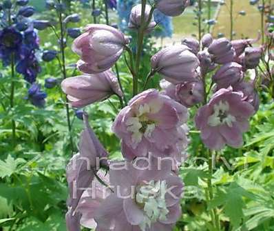 Delphinium Excalibur Lilac Rose / White Bee