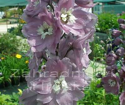 Delphinium Excalibur Lilac Rose / White Bee