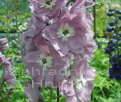 Delphinium Excalibur Lilac Rose / White Bee