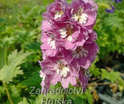 Delphinium Excalibur Lilac Rose / White Bee