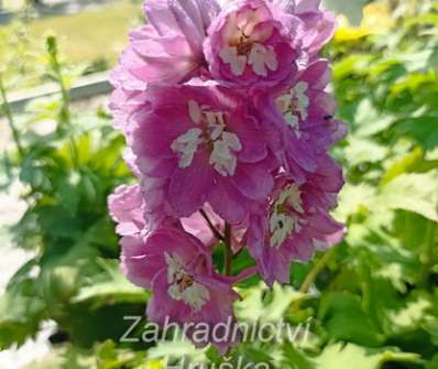 Delphinium Excalibur Lilac Rose / White Bee