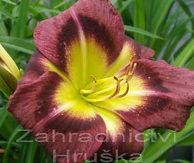 Hemerocallis Night Beacon