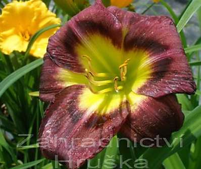 Hemerocallis Night Beacon