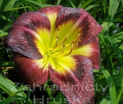 Hemerocallis Night Beacon