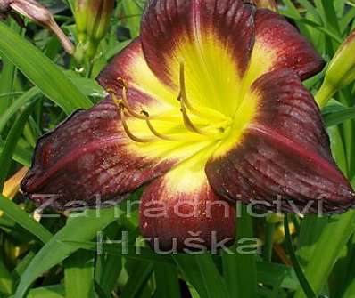 Hemerocallis Night Beacon