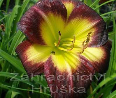 Hemerocallis Night Beacon