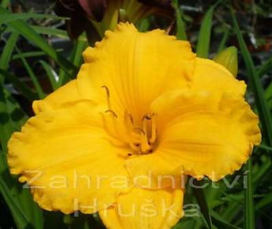 Hemerocallis Siloam Nugget