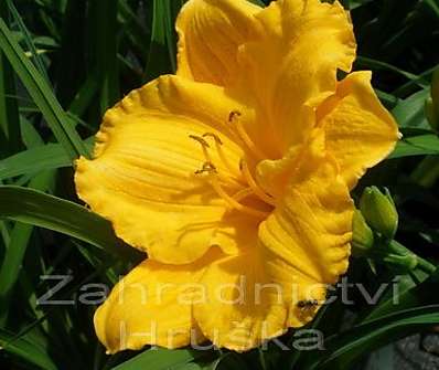 Hemerocallis Siloam Nugget