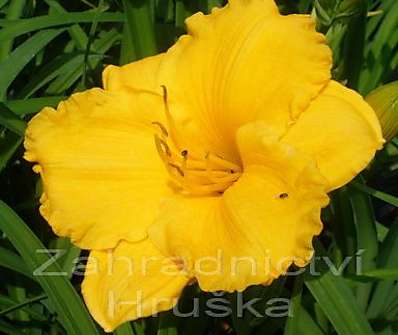 Hemerocallis Siloam Nugget