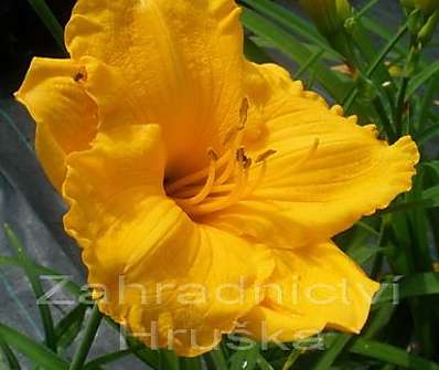 Hemerocallis Siloam Nugget