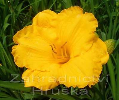 Hemerocallis Siloam Nugget