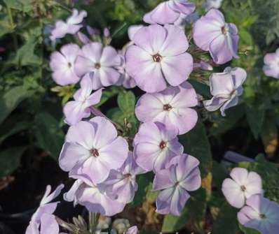 Phlox paniculata Sweet Summer Compact Lilac White