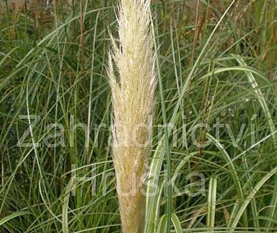 pampas - Cortaderia selloana 'Citaro'