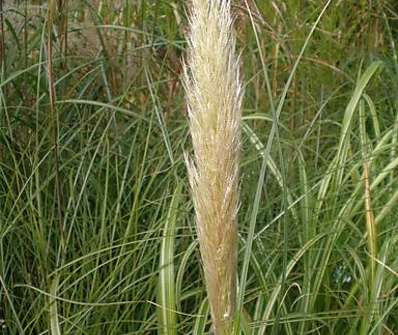 pampas - Cortaderia selloana 'Citaro'