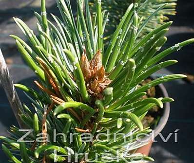 Borovice - Pinus aristata.