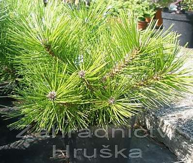 Borovice - Pinus densiflora 'Low Glow'.