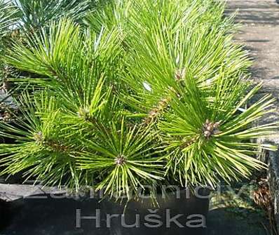 Borovice - Pinus densiflora 'Low Glow'.