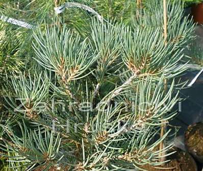 Borovice - Pinus monophylla