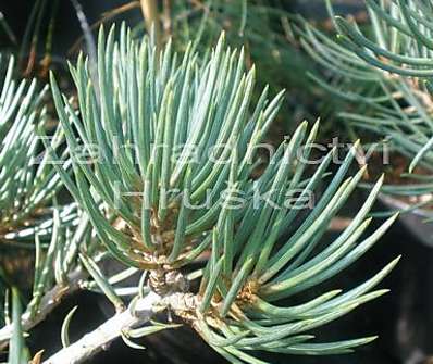 Borovice - Pinus monophylla