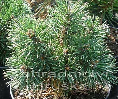 Borovice - Pinus mugo 'Midget'.