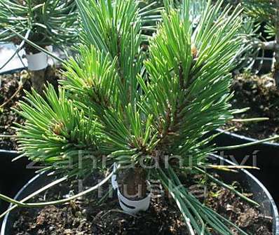 Borovice - Pinus nigra 'Komodor'