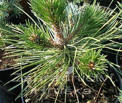 Borovice - Pinus nigra 'Komodor'