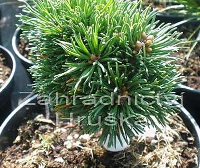 Borovice - Pinus uncinata 'Drahokam'