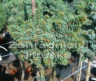 smrk - Picea abies 'Svah' KM