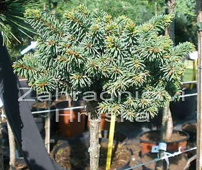 smrk - Picea abies 'Svah' KM