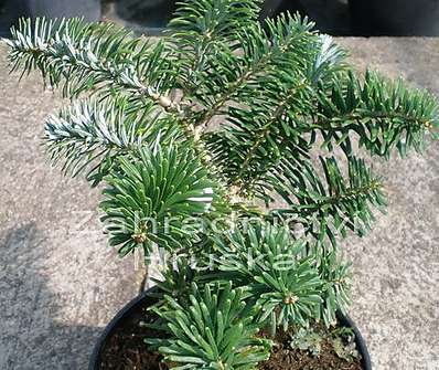 jedle - Abies koreana 'Tajga'.