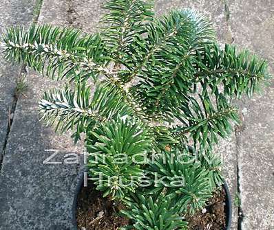 jedle - Abies koreana 'Tajga'.