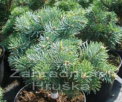 jedle - Abies concolor 'Pygelmae'