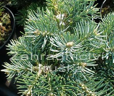 jedle - Abies concolor 'Pygelmae'