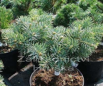 jedle - Abies concolor 'Pygelmae'