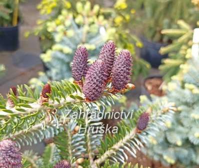 jedle - Abies koreana 'Eisregen'