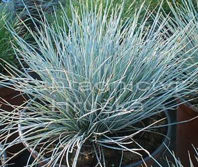 kostřava - Festuca glauca 'Eisvogel'