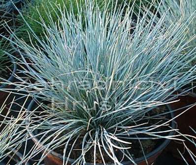 kostřava - Festuca glauca 'Eisvogel'