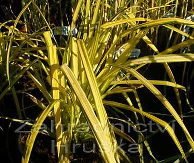 ostřice - Carex elata 'Bowles Golden'