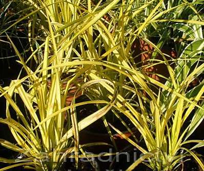 ostřice - Carex elata 'Bowles Golden'