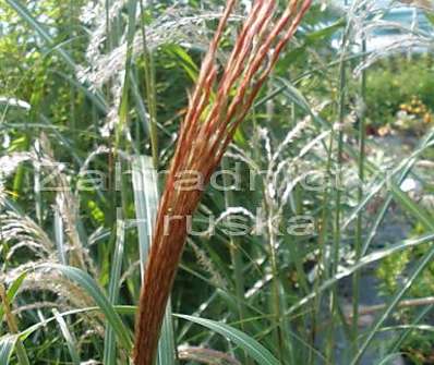 ozdobnice - Miscanthus sinensis 'Rot Silber'