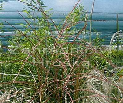 ozdobnice - Miscanthus sinensis 'Rot Silber'