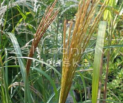 ozdobnice - Miscanthus sinensis 'Rot Silber'