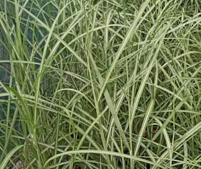 ozdobnice - Miscanthus sinensis 'Rot Silber'