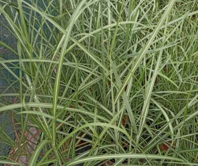 ozdobnice - Miscanthus sinensis 'Rot Silber'