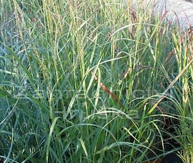 proso - Panicum virgatum 'Hänse Herms'