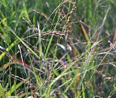 proso - Panicum virgatum 'Hänse Herms'