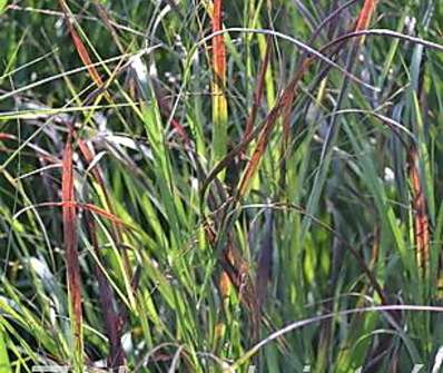 proso - Panicum virgatum 'Hänse Herms'