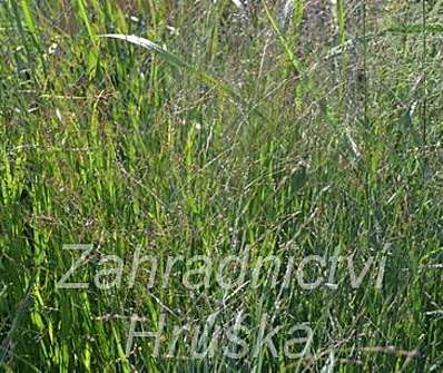 proso - Panicum virgatum 'Hänse Herms'