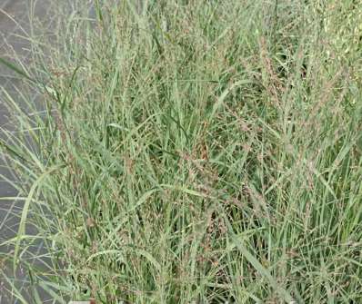 proso - Panicum virgatum 'Hänse Herms'