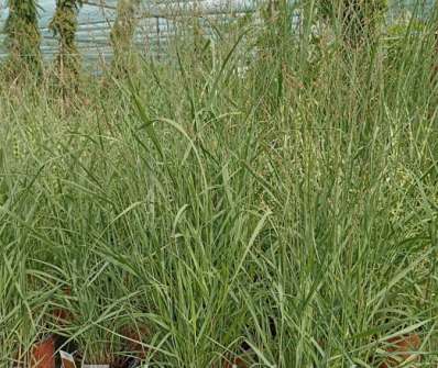 proso - Panicum virgatum 'Hänse Herms'